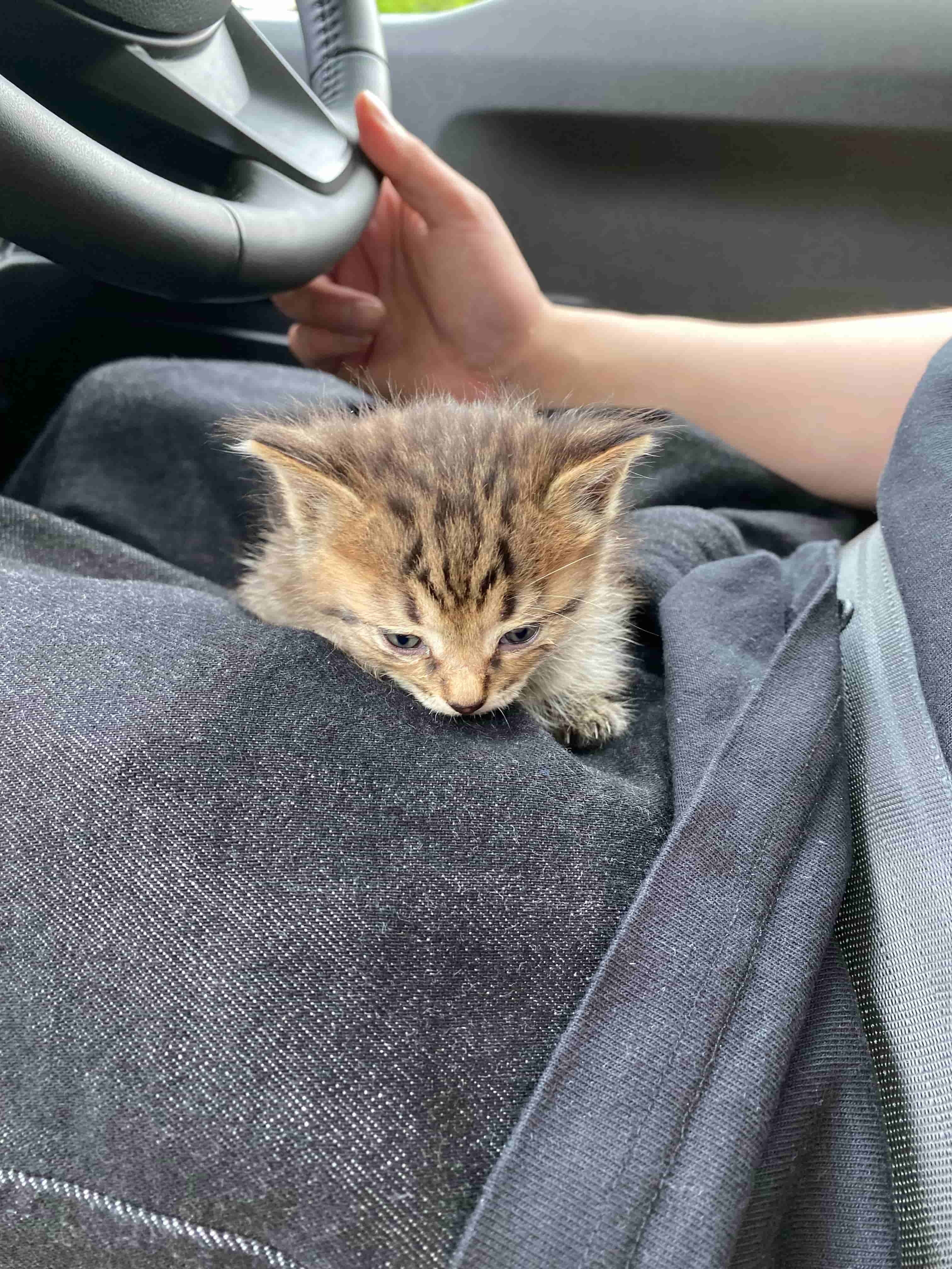 くつろぐ猫の写真