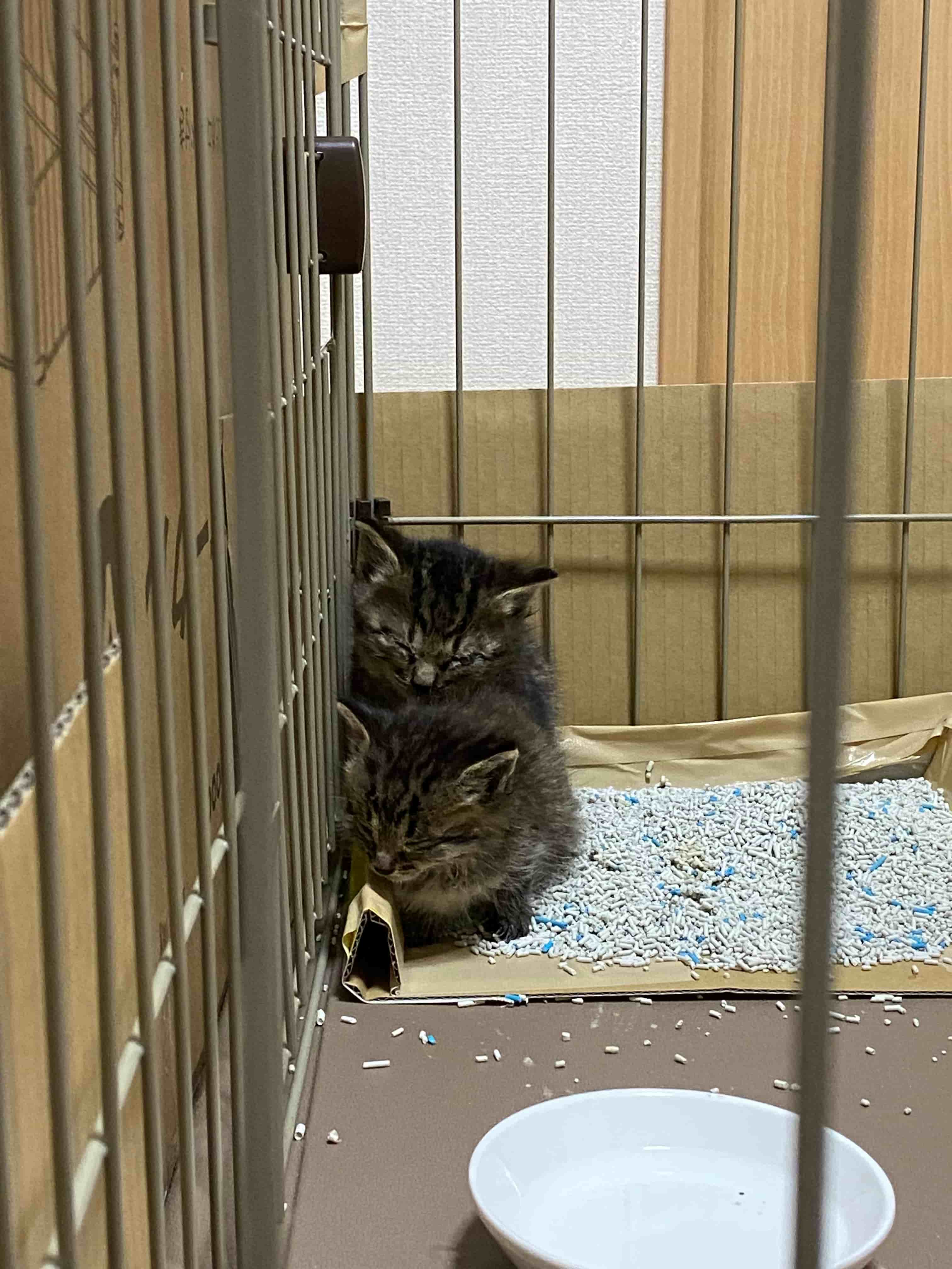 くつろぐ猫の写真