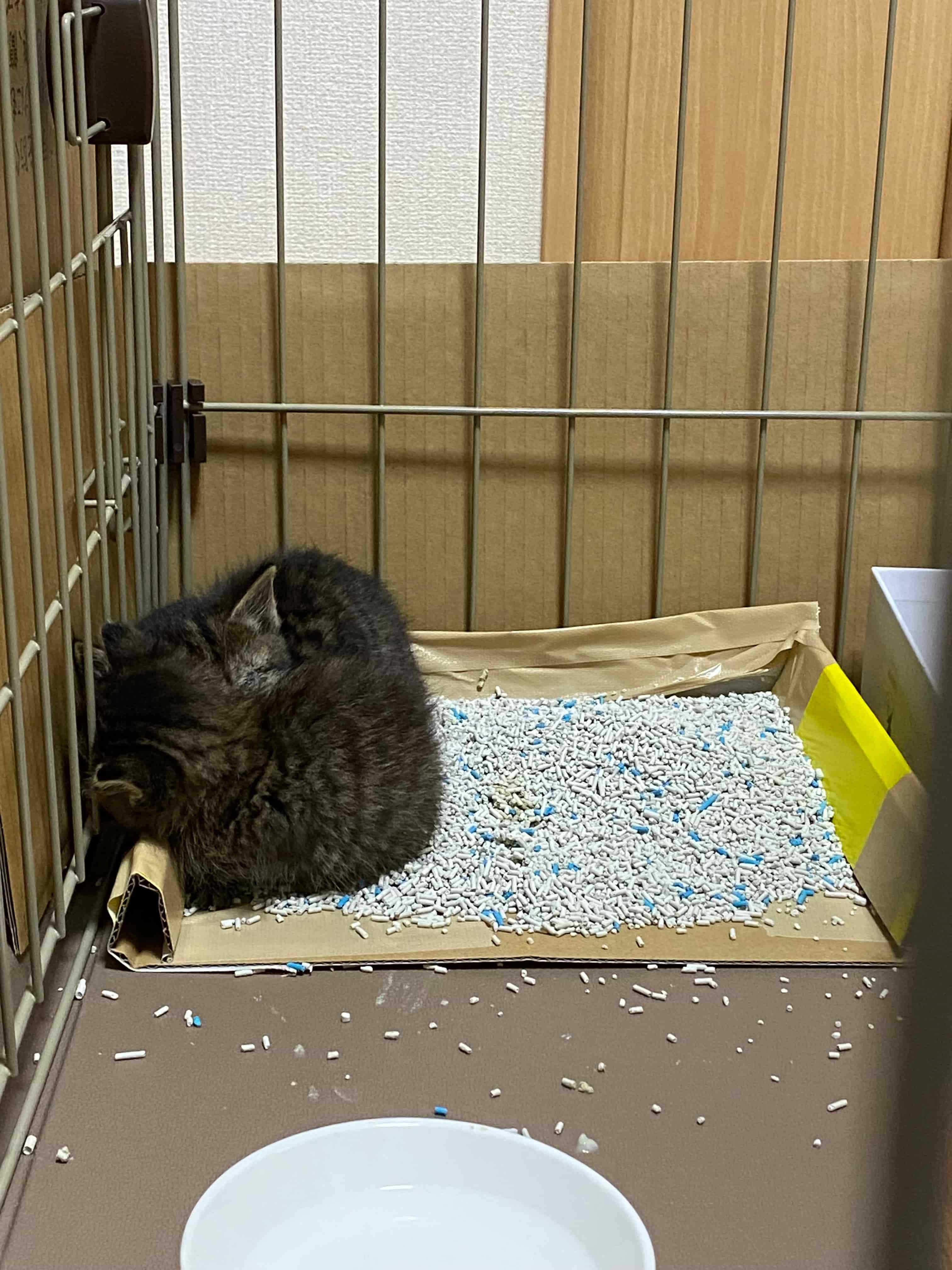 くつろぐ猫の写真