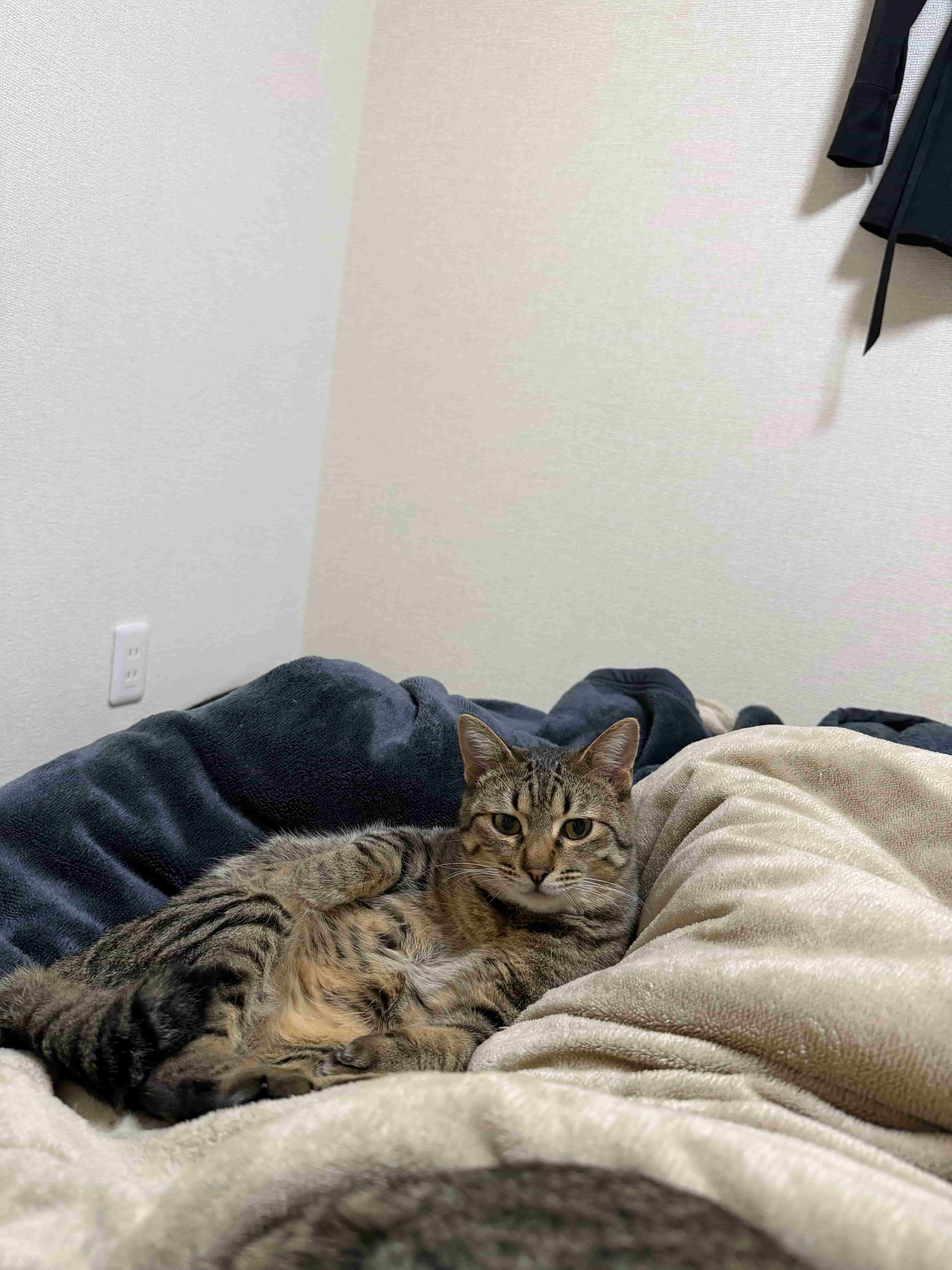 くつろぐ猫の写真