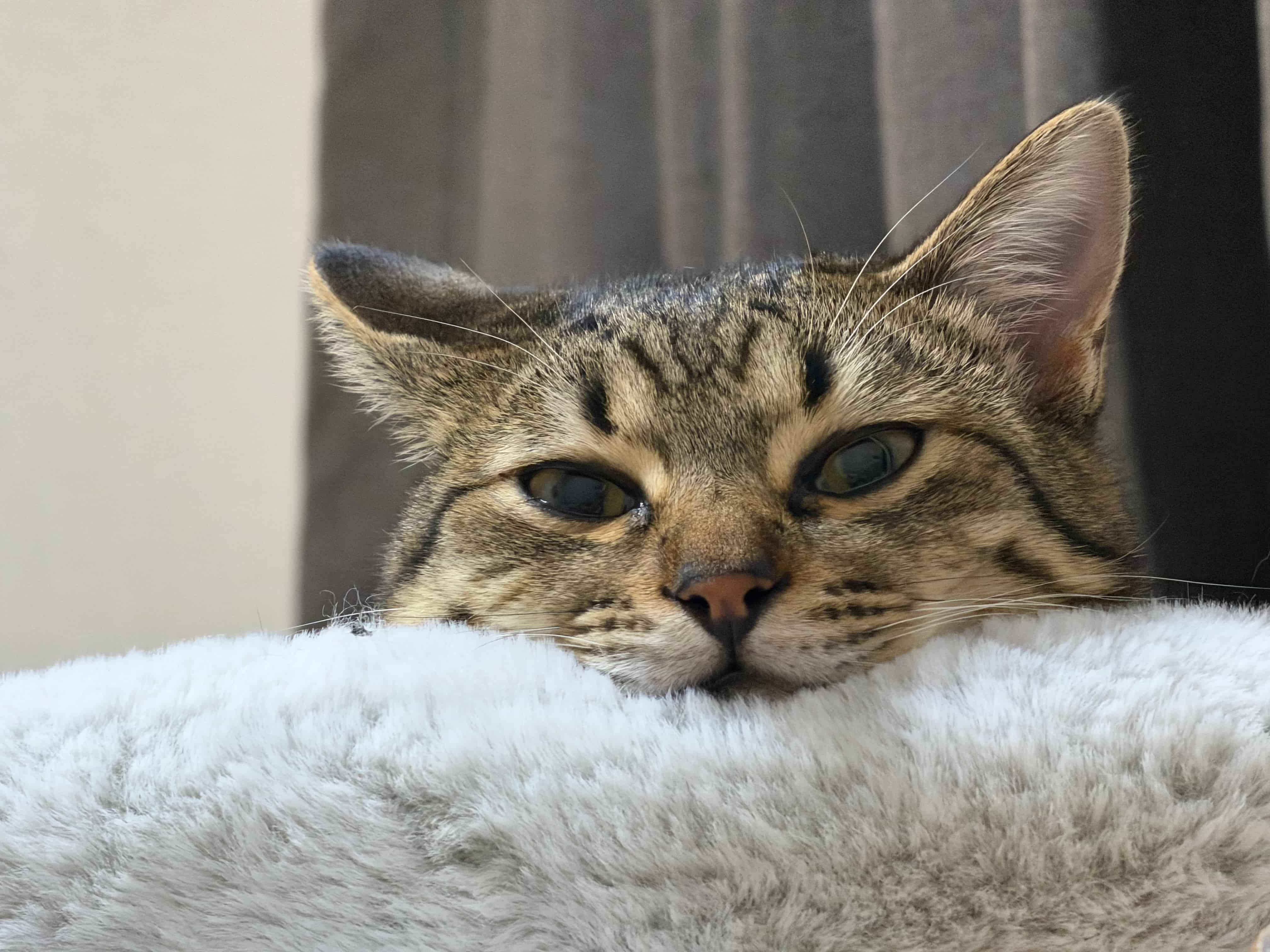 くつろぐ猫の写真