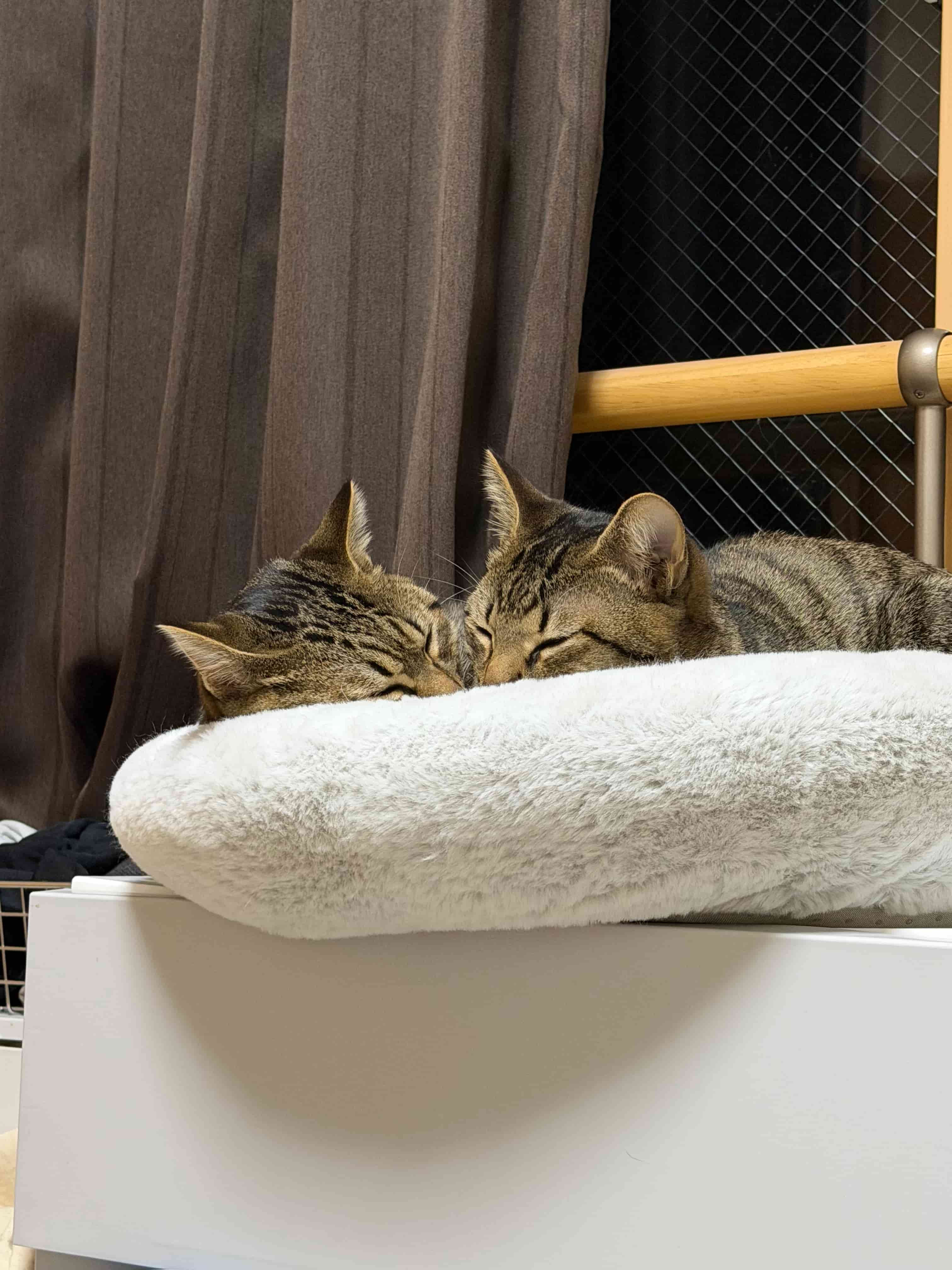 くつろぐ猫の写真