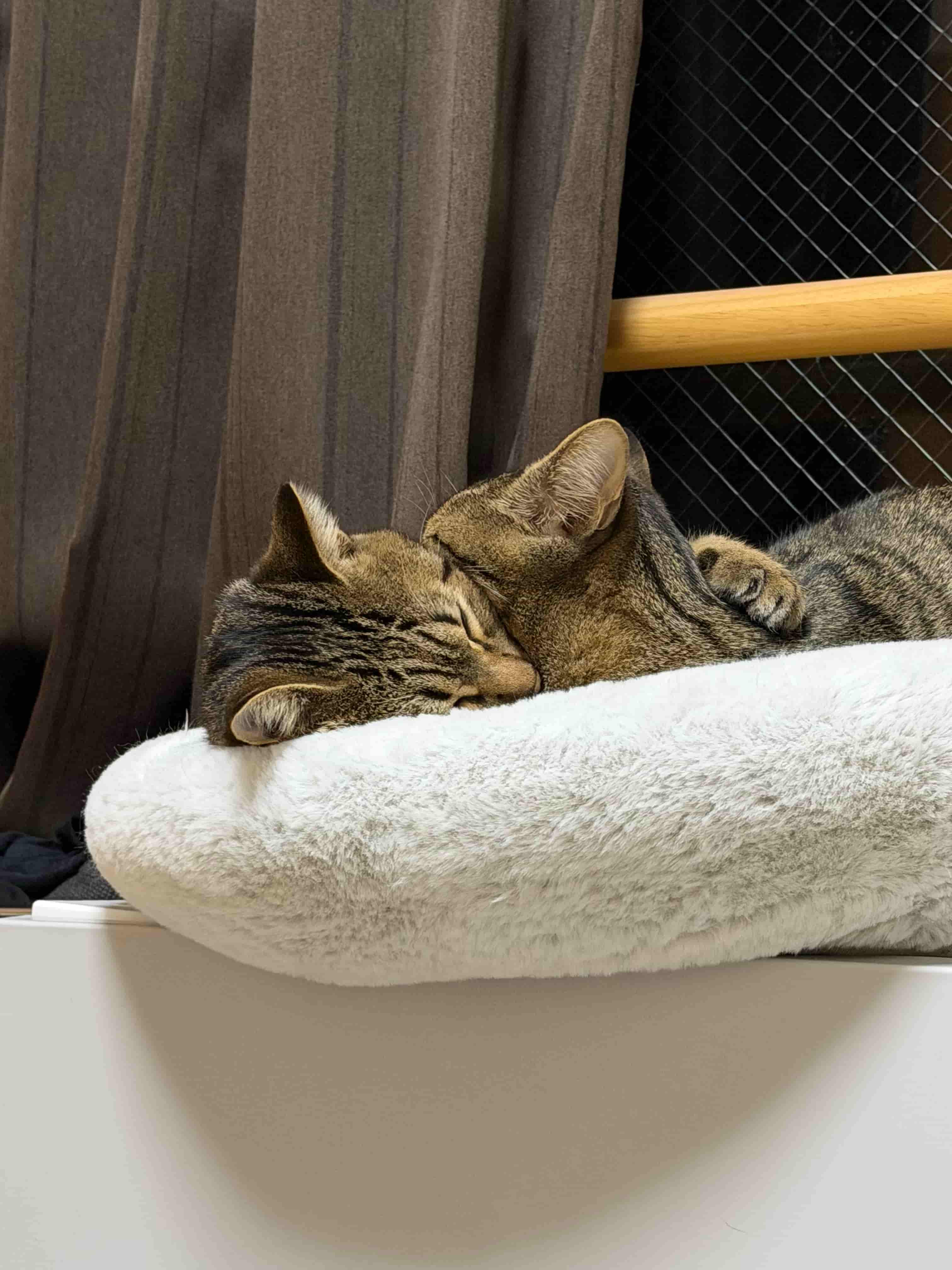 くつろぐ猫の写真