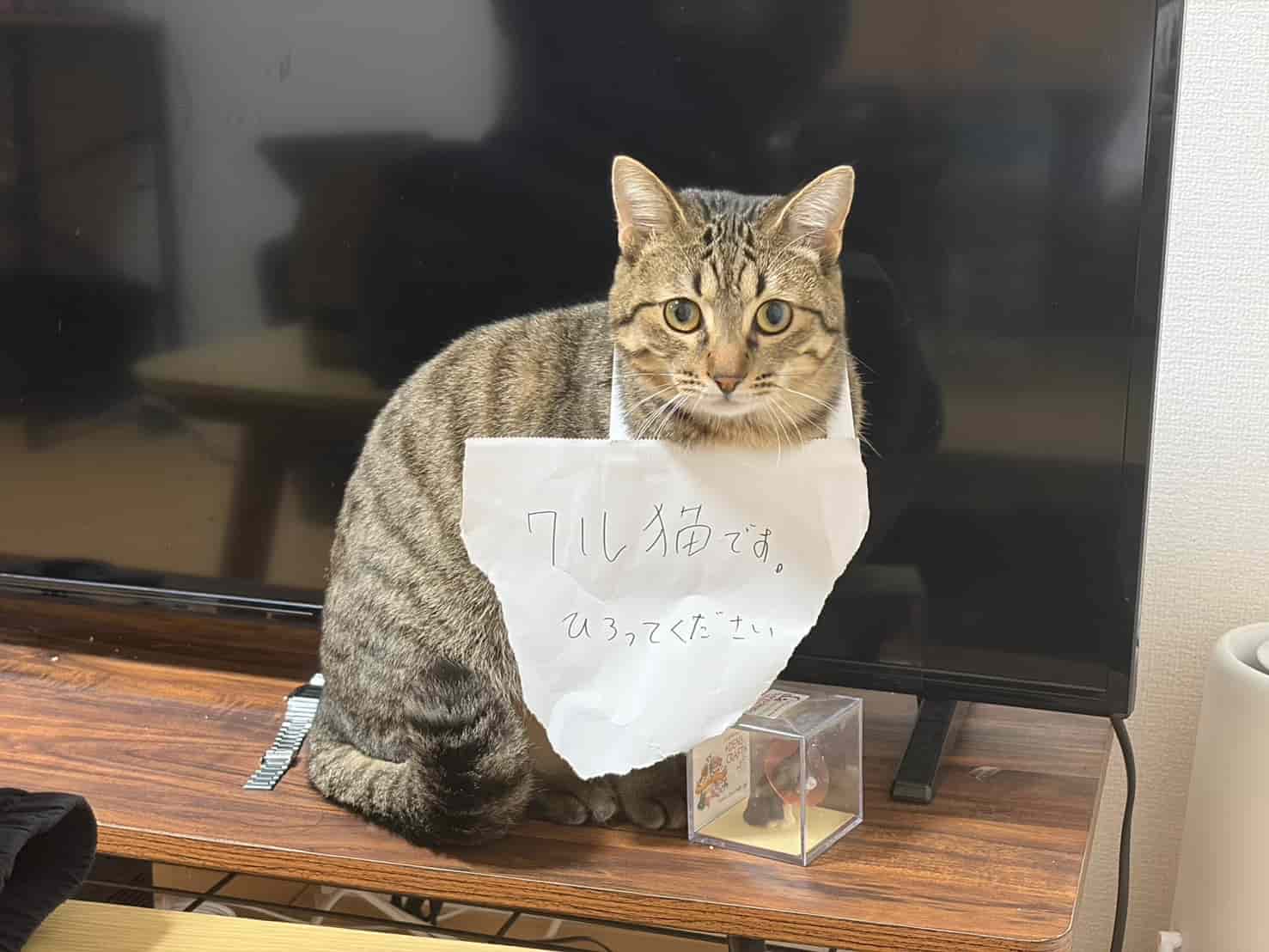 くつろぐ猫の写真